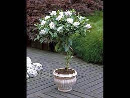 How To Grow Gandhraj Care And Tips Gardenia Flower Plant Youtube