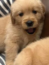 Profile for Pure Country Goldens