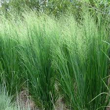 Image result for Panicum eickii