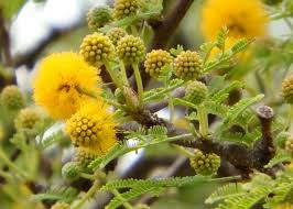 Image result for Acacia farnesiana
