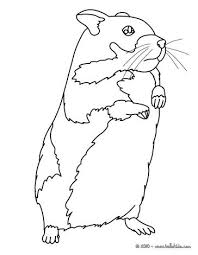 Kawaii Hamster Coloring Page Malvorlagen Tiere Ausmalbilder Bilder Zum Ausdrucken