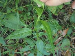 Image result for Galopina