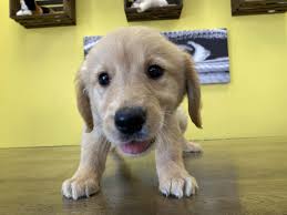 Why buy a golden retriever puppy for sale if you can adopt and save a life? Golden Retrivers Puppies For Sale In Westchester New York