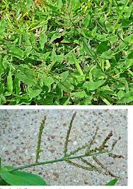 Image result for Arthraxon lancifolius