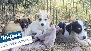 Mops welpen suchen ein liebevolles zuhause 3 mädchen zu haben muttertier ist vor ort. Welpen Suchen Ein Zuhause Strassenhunde In Bulgarien Undweg2016 Youtube