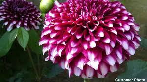 Cactus dahlias look great planted together in groups or as a stand alone item. Dahlia Flower Bulbs American Meadows