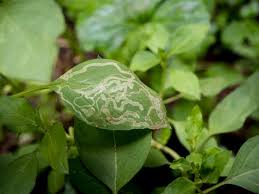 Prepare a tea from basil leaves. 13 Common Basil Plant Pests And Diseases