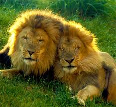 Image result for Lions :Roars. 