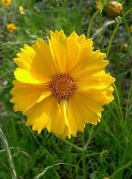 1000 Yellow Sand Coreopsis Lanceleaf Tickseed Coreopsis Etsy In 2021 Flower Seeds Yellow Flowers Flowers Perennials