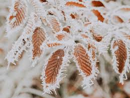 How to use frost in a sentence. Frost What Is Frost How Frost Is Formed Types Of Frost Which Areas Are Frost Free Effects Of Frost
