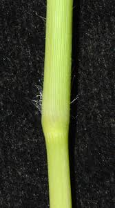 Image result for Urochloa comata