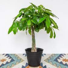 Check spelling or type a new query. Money Tree House Plants Indoor Plants The Home Depot