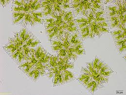 Image result for Micractis