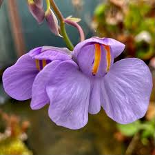 Image result for Utricularia tortilis