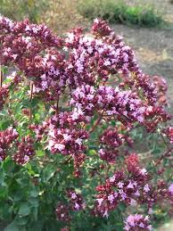 Ornamental oregano is a delightful perennial plant. Origanum Rosenkuppel Bluestone Perennials