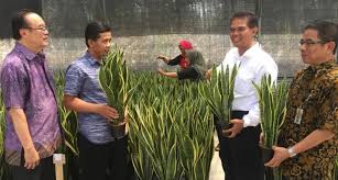 Tanaman polybag yang menguntungkan selanjutnya adalah paprika. Bambu Suji Dan Lidah Mertua Laku Di Luar Negeri