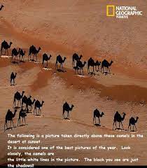 The snap was considered one of the best pictures of the year when it was first published in the turkish version of national geographic magazine. Cool Pic Of Camels At Sunset National Geographic Photos Cool Photos Cool Pictures