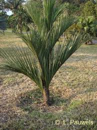 Image result for Coleotrype laurentii