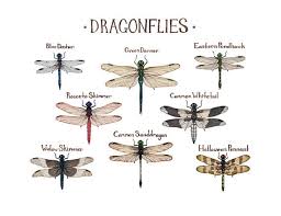 Black And Blue Widow Skimmer Dragonfly Dragonflies Field Guide Art Print Insect Collection Etsy Dragonfly Art Insect Collection Nature Prints