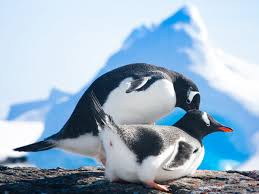 Blue penguins are the smallest type of penguin. Chilling With 7 Types Of Penguins In Antarctica Sand In My Suitcase