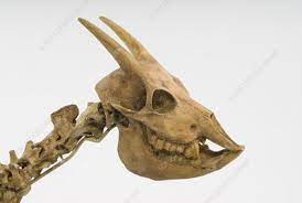 While it still bears the name 'goat', genetic analysis has revealed that it was more akin to sheep than to goats. Balearic Islands Cave Goat Skull Stock Image C010 2086 Science Photo Library