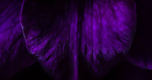 Like all color names, words like because of that, some people think violet is spectral and purple is, along with magenta, in that area. The Colour Purple Cadbury Drops Bid To Enforce Trademark In The Uk Novagraaf
