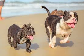 Ear cropping is believed to have started in ancient rome. Pitbull Ear Cropping Should You Crop Your Pitbull S Ears