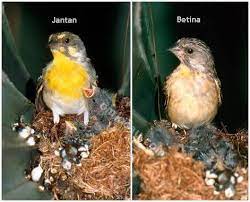 1 perbedaan blackthroat jantan dan betina akurat. Kenari Dada Kuning Perpaduan Suara Blackthroat Dan Mozambik Om Kicau