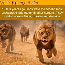 Roaring Lion Facts Wtf Facts Lion Facts Animal Facts Fun Facts
