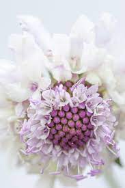 Pin By Lies Van Ackeleyen On Allotment Flowers Seed Catalogs Flowers Types Of Soil
