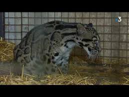 Une Panthere Nebuleuse Vient D Arriver Au Zoo Des 3 Vallees A Montredon Labessonnie Youtube Vous lisez un « article de qualité ». une panthere nebuleuse vient d arriver au zoo des 3 vallees a montredon labessonnie