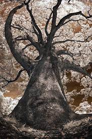 Giant White Oak By Steve Zimic Old Trees Nature Tree Tree Forest