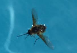 Just skim them out of. Bee Fly In Swimming Pool What S That Bug