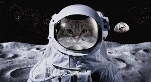 Uzaya Giden Astrocat Astrokedi Felicette Yorum Guncel