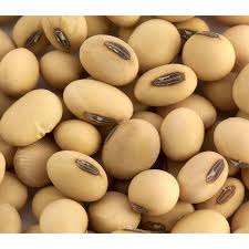 Image result for Brazzeia soyauxii