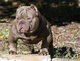 american bully questions answers ask us anything