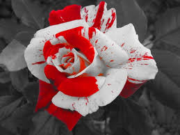 Wallpaper Red And White Roses Explore the latest collection of red and white wallpapers, backgrounds for powerpoint, pictures and photos in high resolutions that come in different sizes to fit your desktop perfectly and presentation templates. wallpaper red and white roses