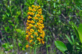 Image result for Platylepis glandulosa