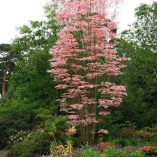 Image result for Toona