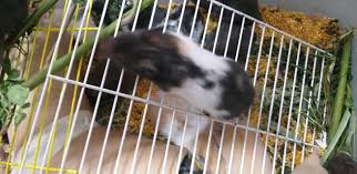Hamster For Sale Cdh At Tbh Jkat Online Pet Store Facebook