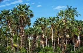 a mata dos cocais e uma formacao vegetal tipica da area de transicao entre as regioes norte e nordeste do brasil lindas paisagens fotos de paisagem vegetacao