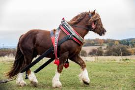 Biggest horse in the world. 5 Of The Biggest Horse Breeds In The World Horsesofweek