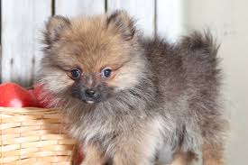 Teacup puppies available for adoption. Gracie Fancy Teacup Pomeranian Puppies Online
