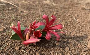 Image result for Tristachya rehmannii