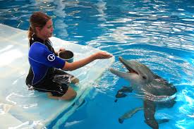 Our Work Never Stops In 2020 Clearwater Marine Aquarium Marine Aquarium Personalized Pet