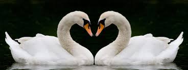 Initially part of the no wave scene, swans have, through various iterations, contributed to the. Swan Exotic Waterfowl Rental Service In Naples Fl A Wild Affair Llc