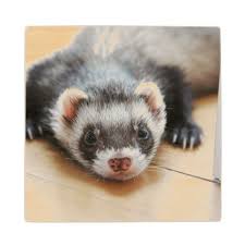 Black And White Ferret Sable Ferret Wooden Coaster Black And White Gifts Unique Special B W Style Pet Ferret Ferret Cute Ferrets