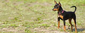 Image result for miniature pinscher
