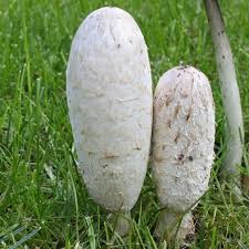Image result for Coprinus comatus