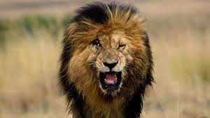 The lion king is now streaming only on disney. An Amazing Story Of Scarface The Real Celebrity Of Africa Youtube